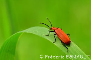 Cardinal à tête rouge (Pyrochroa serraticornis)