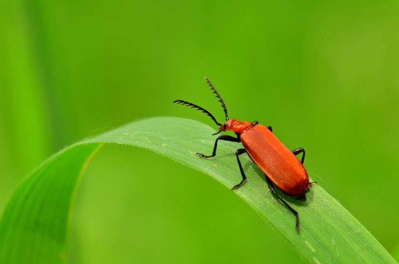 Cardinal à tête rouge (Pyrochroa serraticornis)