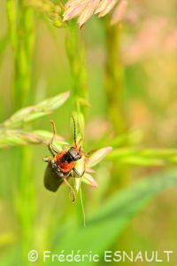 Téléphore brun (Cantharis fusca)