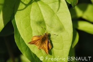 Hespérie de la houque ou Bande noire (Thymelicus sylvestris)
