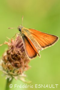 Hespérie de la houque ou Bande noire (Thymelicus sylvestris)