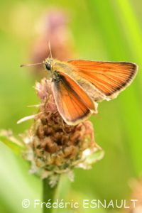 Hespérie de la houque ou Bande noire (Thymelicus sylvestris)