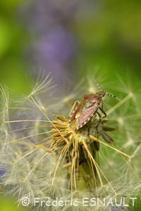 Punaise des baies ou Pentatome des baies (Dolycoris baccarum)