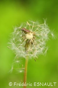 Punaise des baies ou Pentatome des baies (Dolycoris baccarum)