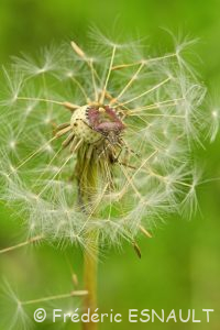 Punaise des baies ou Pentatome des baies (Dolycoris baccarum)