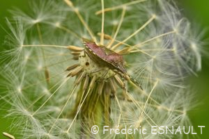 Punaise des baies ou Pentatome des baies (Dolycoris baccarum)