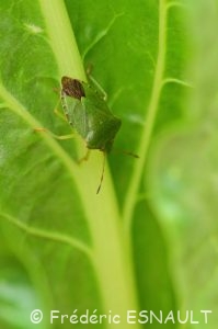 Punaise verte (Palomena prasina)
