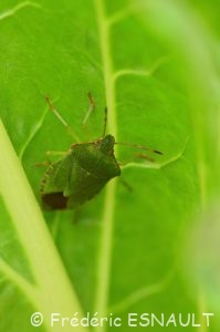Punaise verte (Palomena prasina)