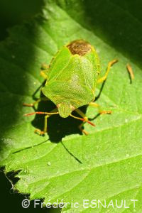 Punaise verte (Palomena prasina)