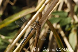 Æschne mixte (Aeshna mixta)