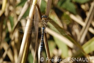 Æschne mixte (Aeshna mixta)
