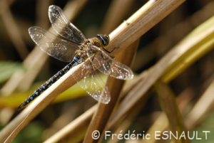 Æschne mixte (Aeshna mixta)