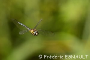 Æschne mixte (Aeshna mixta)