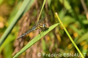 Æschne mixte (Aeshna mixta)