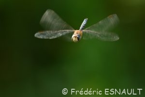 Æschne mixte (Aeshna mixta)