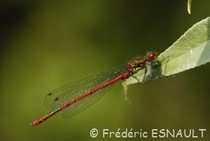 Nymphe au corps de feu ( Pyrrhosoma nymphula)