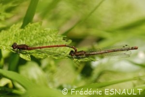 Nymphe au corps de feu ( Pyrrhosoma nymphula)
