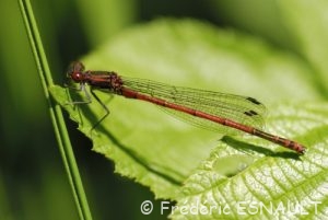 Nymphe au corps de feu ( Pyrrhosoma nymphula)
