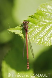 Nymphe au corps de feu ( Pyrrhosoma nymphula)
