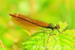 Caloptéryx vierge (Calopteryx virgo)