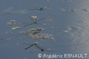 Agrion jouvencelle (Coenagrion puella)