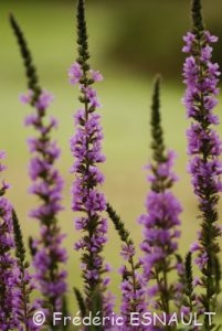 Salicaire (Lythrum salicaria)