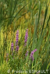 Salicaire (Lythrum salicaria)