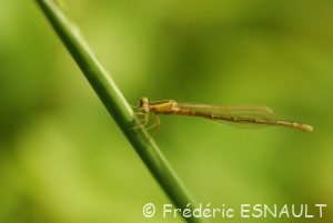 Agrion nain (Ischnura pumilio)