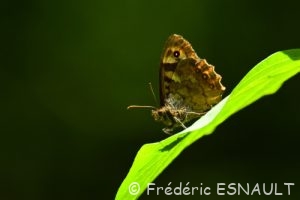 Tircis (Pararge aegeria)