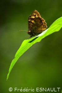 Tircis (Pararge aegeria)