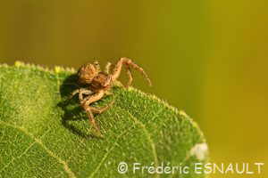 Araignée Thomise du genre Xysticus (Xysticus sp.)