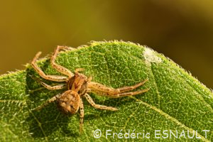 Araignée Thomise du genre Xysticus (Xysticus sp.)