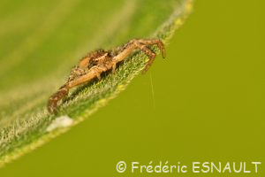 Araignée Thomise du genre Xysticus (Xysticus sp.)
