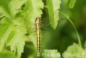 Orthétrum réticulé (Orthetrum cancellatum)