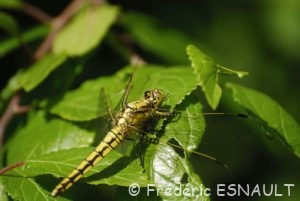 Orthétrum réticulé (Orthetrum cancellatum)
