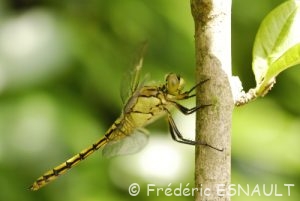 Orthétrum réticulé (Orthetrum cancellatum)