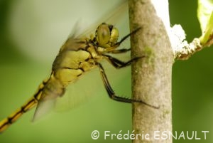 Orthétrum réticulé (Orthetrum cancellatum)
