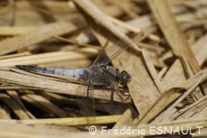 Orthétrum réticulé (Orthetrum cancellatum)