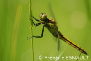 Orthétrum réticulé (Orthetrum cancellatum)