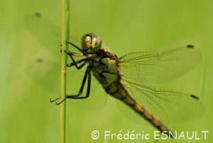 Orthétrum réticulé (Orthetrum cancellatum)