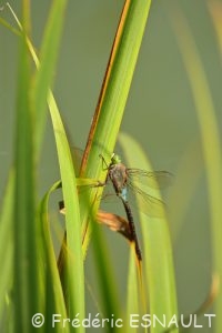 Anax napolitain (Anax parthenope)