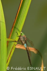 Anax napolitain (Anax parthenope)