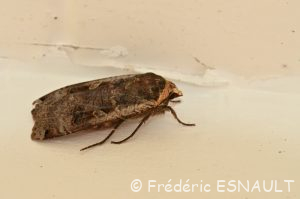 Noctuelle Hibou (Noctua pronuba)