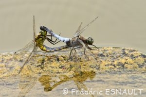 Accouplement d'Orthétrum réticulé (Orthetrum cancellatum)