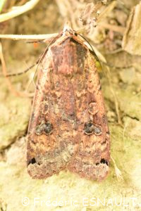 Noctuelle Hibou ou Fiancée (Noctua pronuba)