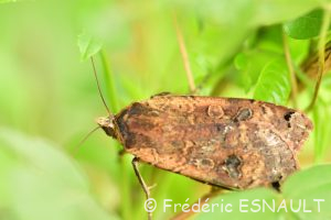 Noctuelle Hibou ou Fiancée (Noctua pronuba)