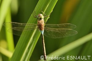 Anax napolitain (Anax parthenope)