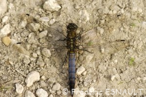 Orthétrum réticulé (Orthetrum cancellatum)