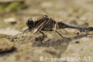 Orthétrum réticulé (Orthetrum cancellatum)