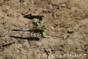 Orthétrum réticulé (Orthetrum cancellatum)
